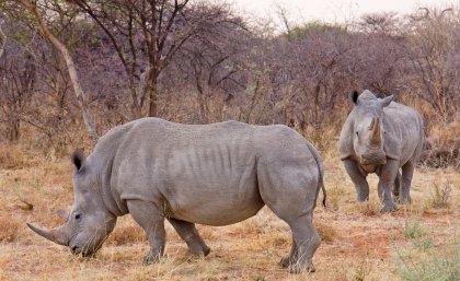 White rhinos in Namibia Ikiwaner